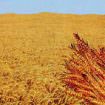 agricoltura_in_borsa