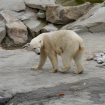 Orso Polare