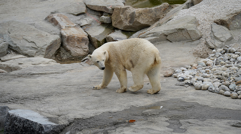 Orso Polare