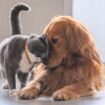 animali domestici