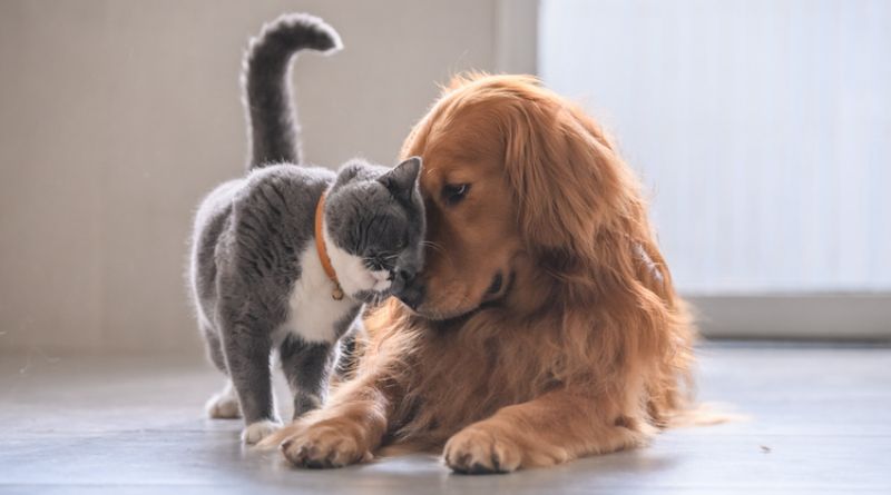 animali domestici